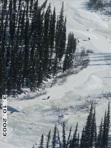 1 Yukon-Charley Rivers National Preserve Wolf Capture 2003