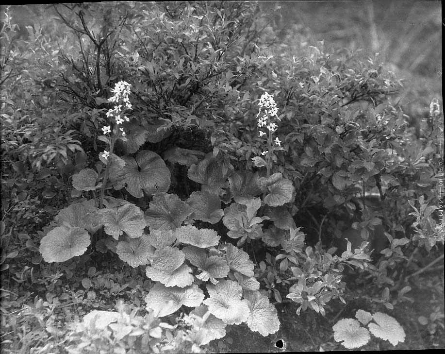 McKinley National Park