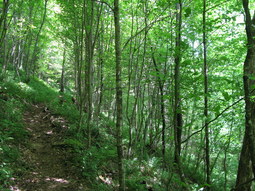 GRSM Accuracy Assessment. Plot Code: GRSM_AA_0953_1