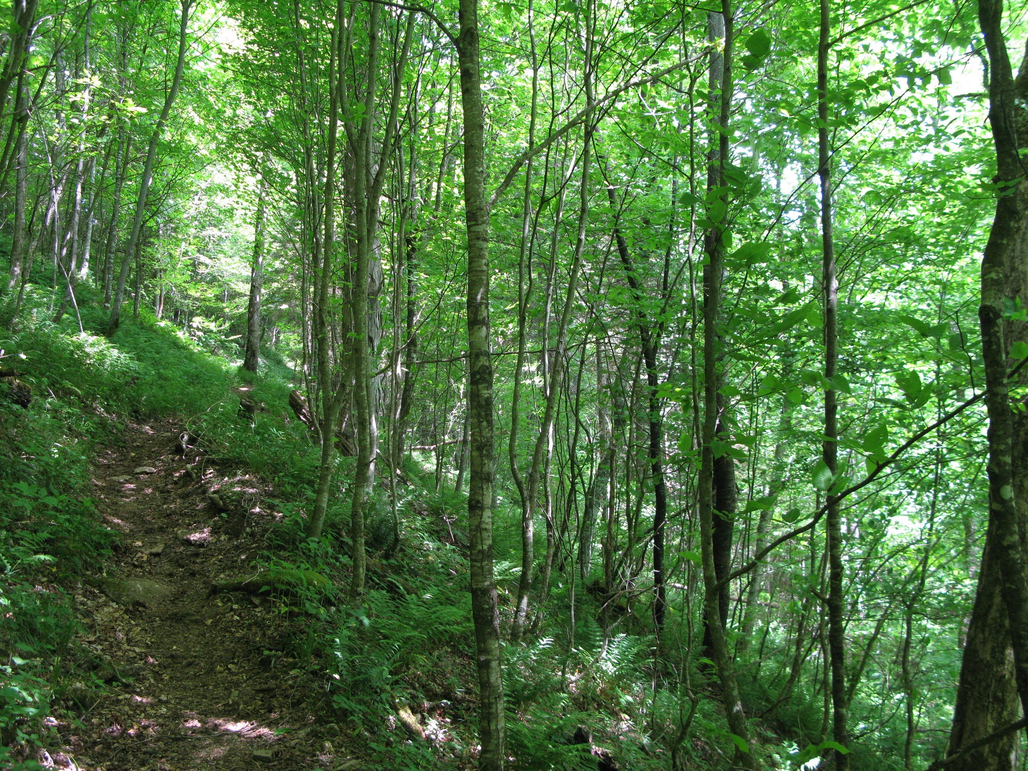 GRSM Accuracy Assessment. Plot Code: GRSM_AA_0953_1