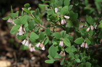 Symphoricarpos oreophilus, Mountain snowberry