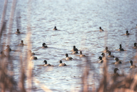ARPO Animals fulica americana FulicaAmericana1. 