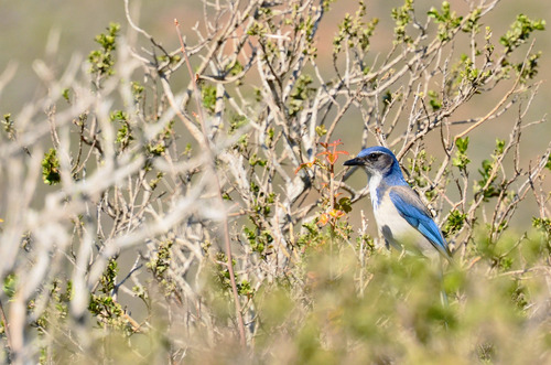 Large blue bird with a gray face and shoulders, black beak, and a white breast among shrubs.