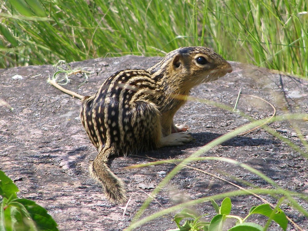 Thirteen-lined ground squirrel sitting on a rock in the grass.    