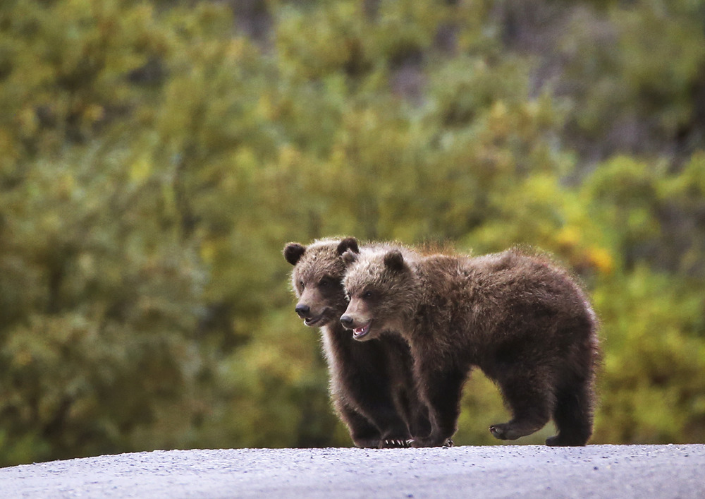 two small bear cubs next to each other on a dirt road