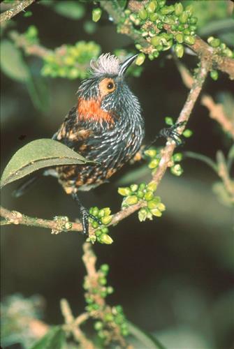 Supporting Images for PMIS#16750 - Mitigate feral animal ingress to protect recovering Haleakala Rainforest