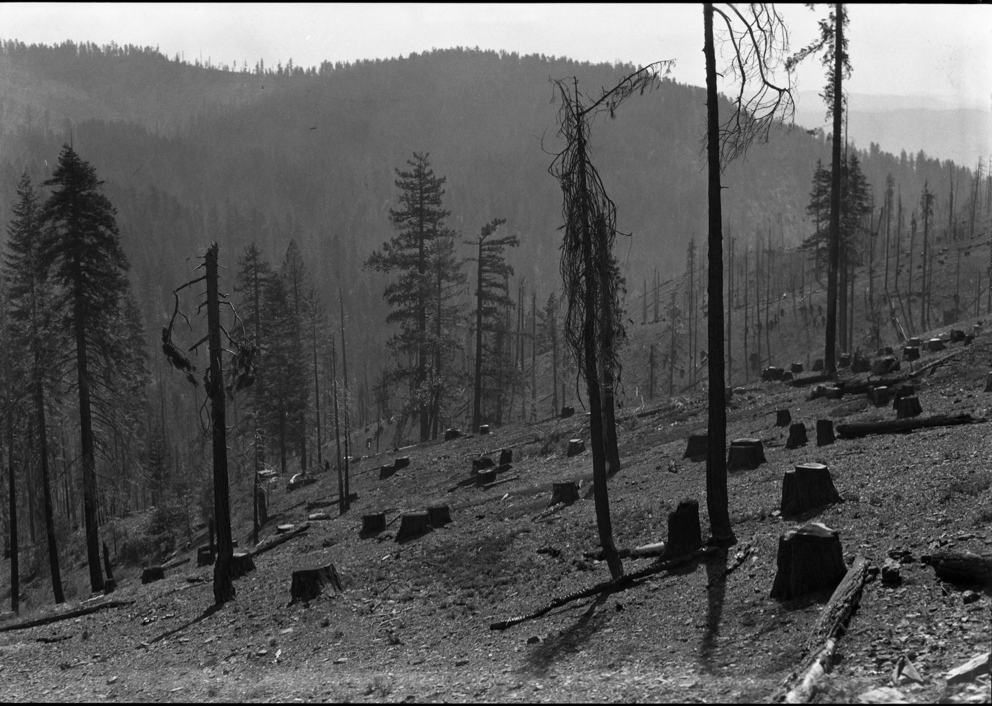 Yosemite Lumber Co. - Area cutover, later fire burned over slashing killing practically all timber left standing.