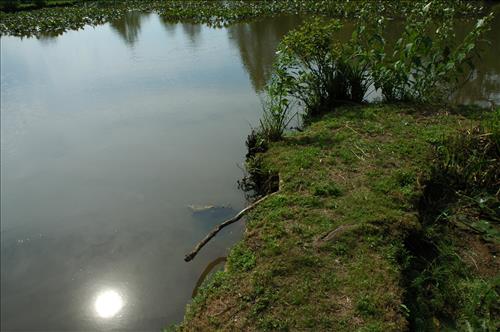Restore Historic Dikes and Ponds at Kenilworth Aquatic Gardens in June 2010