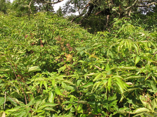 Plot Code: GRSM_AA_0590_3