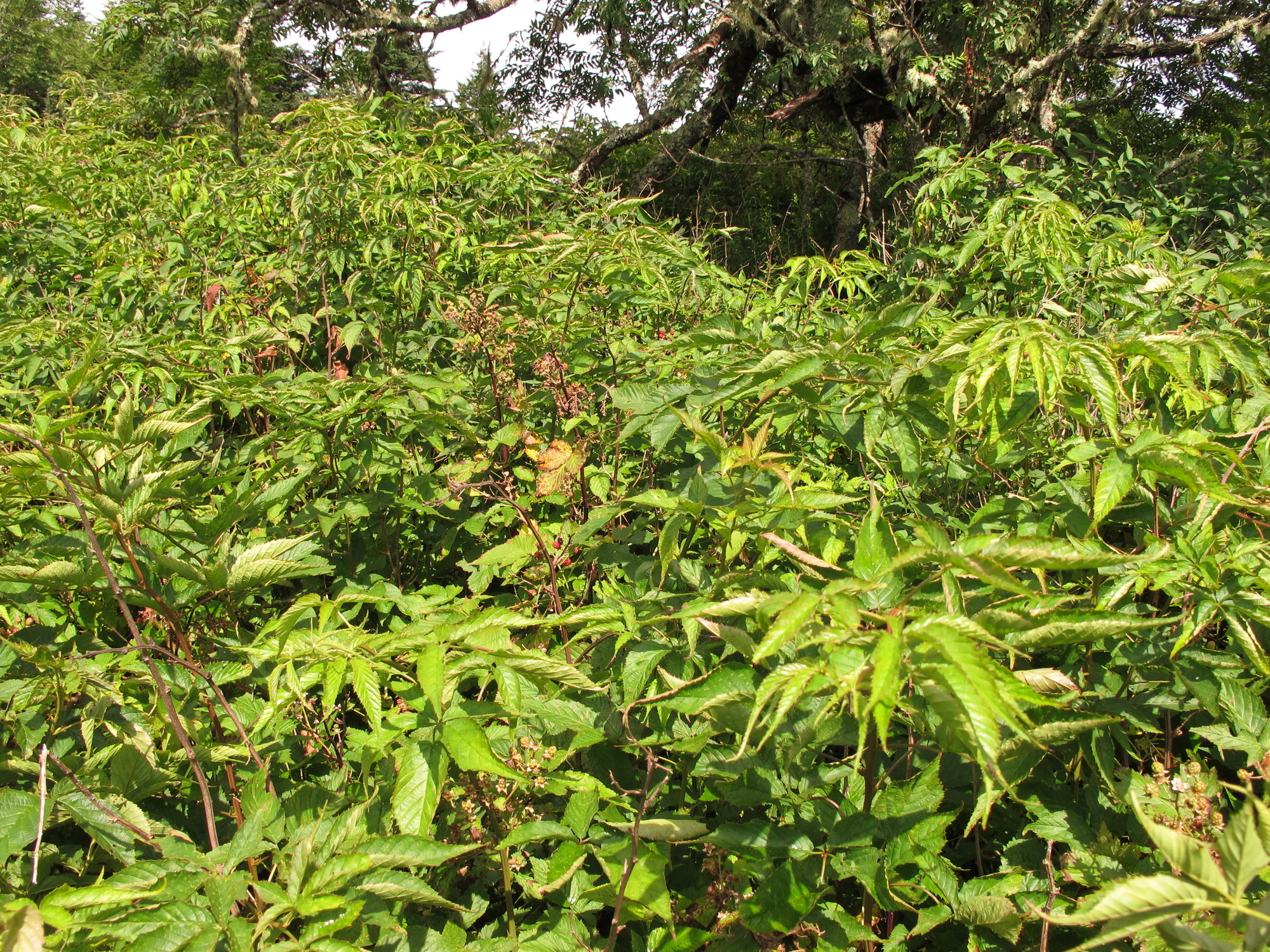 Plot Code: GRSM_AA_0590_3