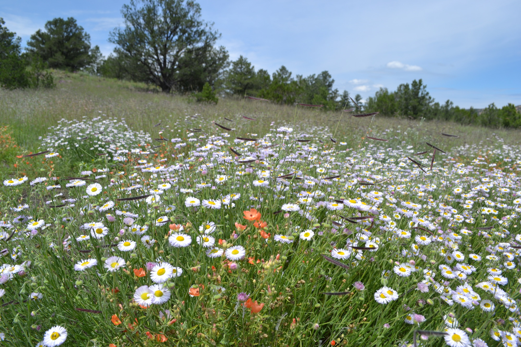 Orange and white wildflowers color a lush, green hillside against a blue sky lined by trees.