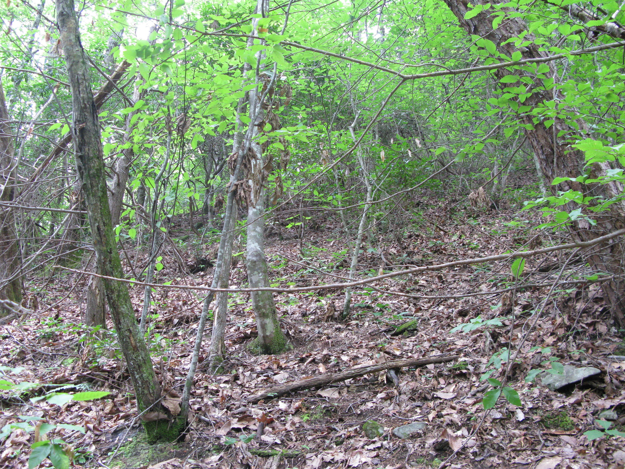 GRSM Accuracy Assessment. Plot Code: GRSM_AA_0099_5