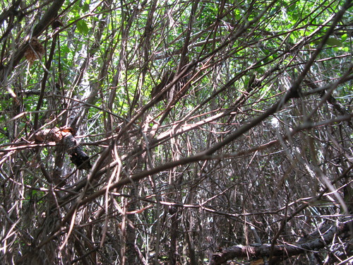 GRSM Accuracy Assessment. Plot Code: GRSM_AA_0895_3