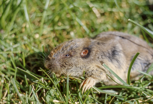 Close up of a pocket gopher which has long claws and small eyes.