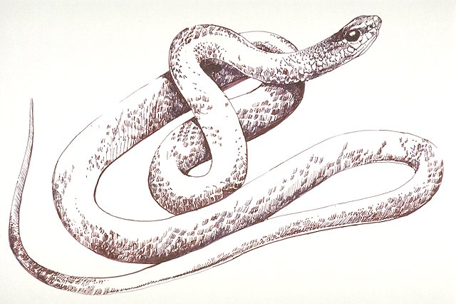 a Blue racer (snake)