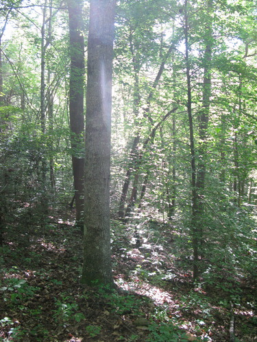 GRSM Accuracy Assessment. Plot Code: GRSM_AA_0108_3