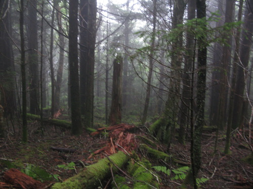 GRSM Accuracy Assessment. Plot Code: GRSM_AA_0163_6