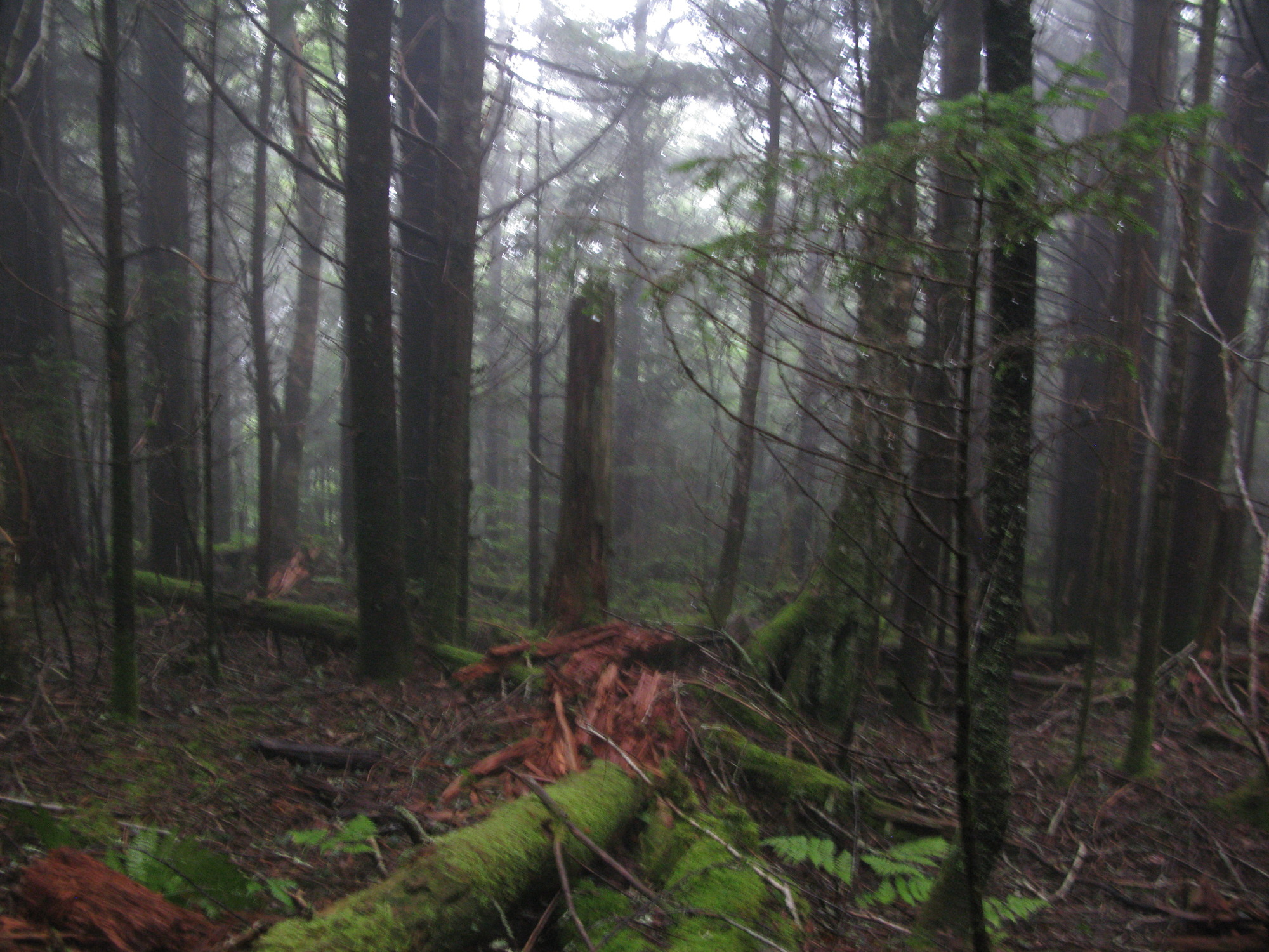 GRSM Accuracy Assessment. Plot Code: GRSM_AA_0163_6