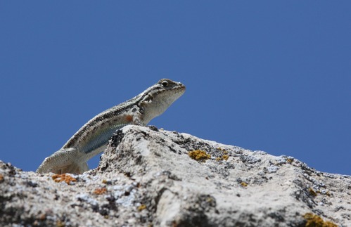 A lizard pushes up from a lichen-covered rock. It is pale in color with dark markings, a dark circular spot on the shoulder and a bluish belly.