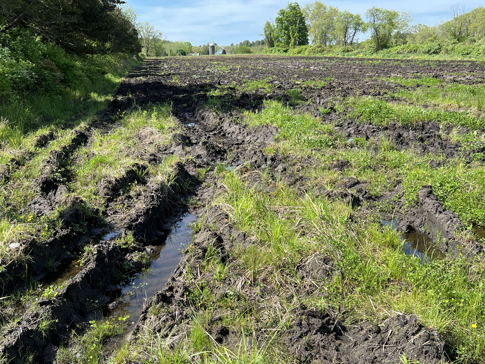 Open Field at the Elm Brook Wetland in Minuteman National Historical Park. This field will be restored with native grasses and wildflowers as part of an upcoming grasslands restoration project.