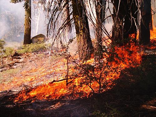 Buena Vista prescribed fire, Sequoia and Kings Canyon National Parks, summer 2004