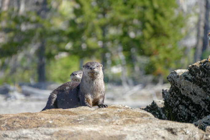 Otters rest on top of a rock.