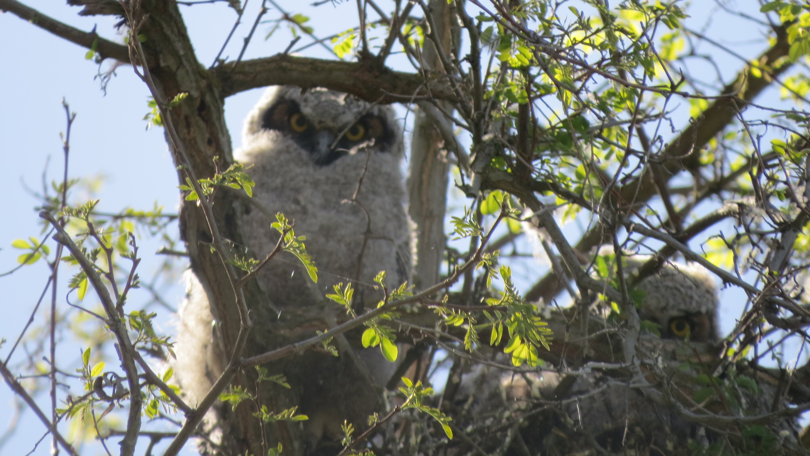 In the photo are two owlets with dark faces and white fluffy bodies. One is perched near the center of the photo looking down down towards the photo, the other is to its right lower in their nest, looking to the right. Tree branches with small light green leaves surround them and a blue-grey sky is the background.