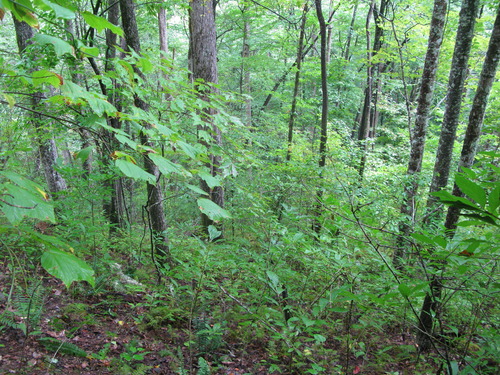 GRSM Accuracy Assessment. Plot Code: GRSM_AA_0208_3