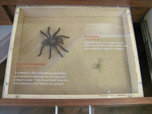 Mojave National Preserve Kelso Depot Visitor Center Exhibits 1 of 5