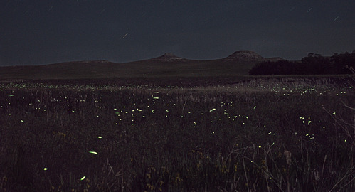 Many bright green flashes of light over low wetland grasses at night. Scene lit by moonlight from behind. Hills and ridgeline in background with star streaks in clear night sky above.