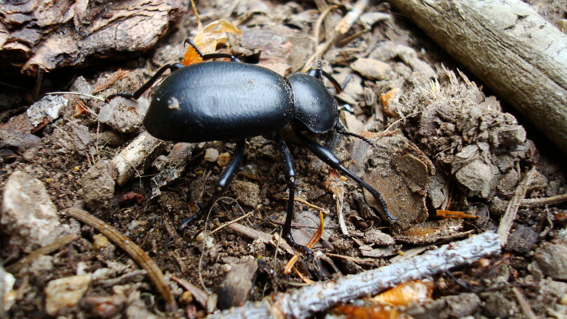 A black shiny stinkbug beetle with rear end  raised.