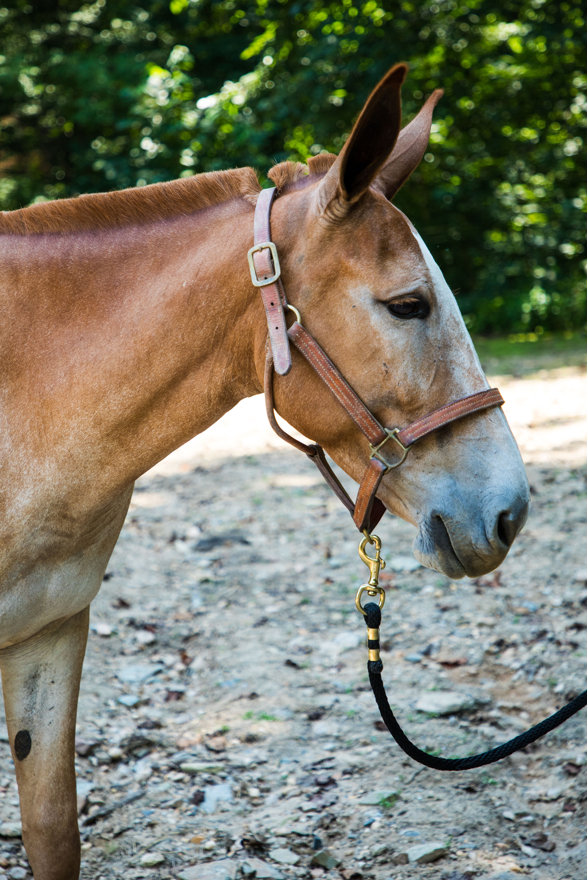 A mule with a reddish-brown coat and white face.