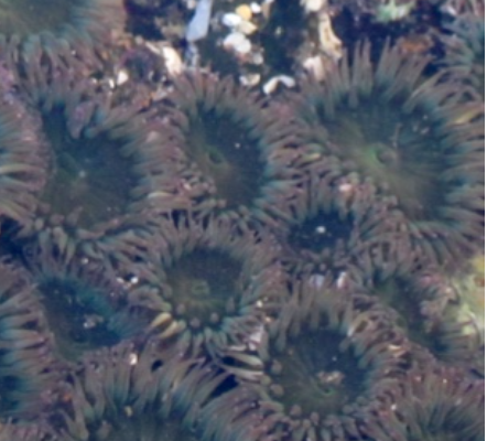 An aerial view of green soft bowls with wet noodles draped over the sides. The bowls touch together.