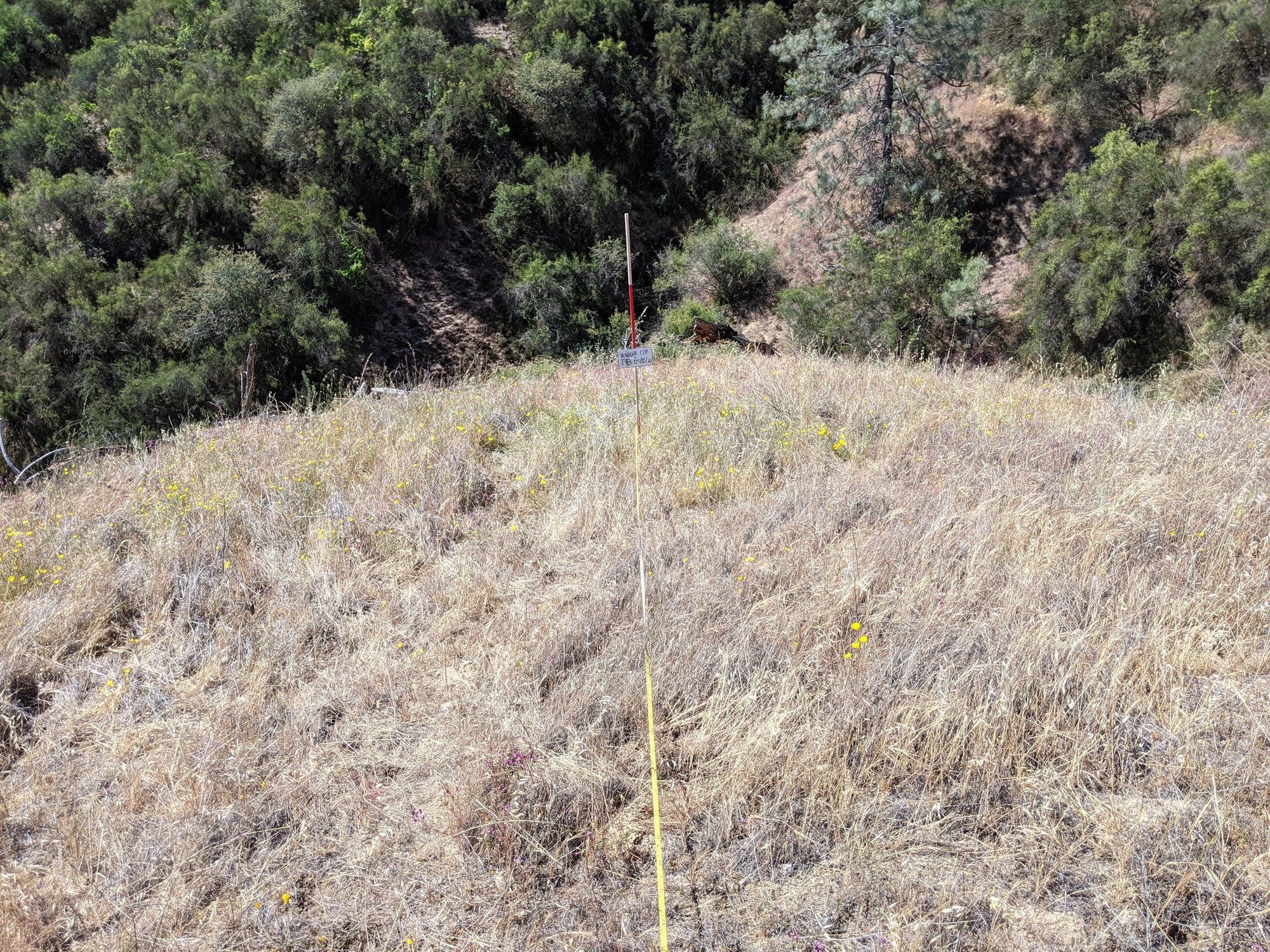 Eye-level view from the center point of a plant community monitoring plot