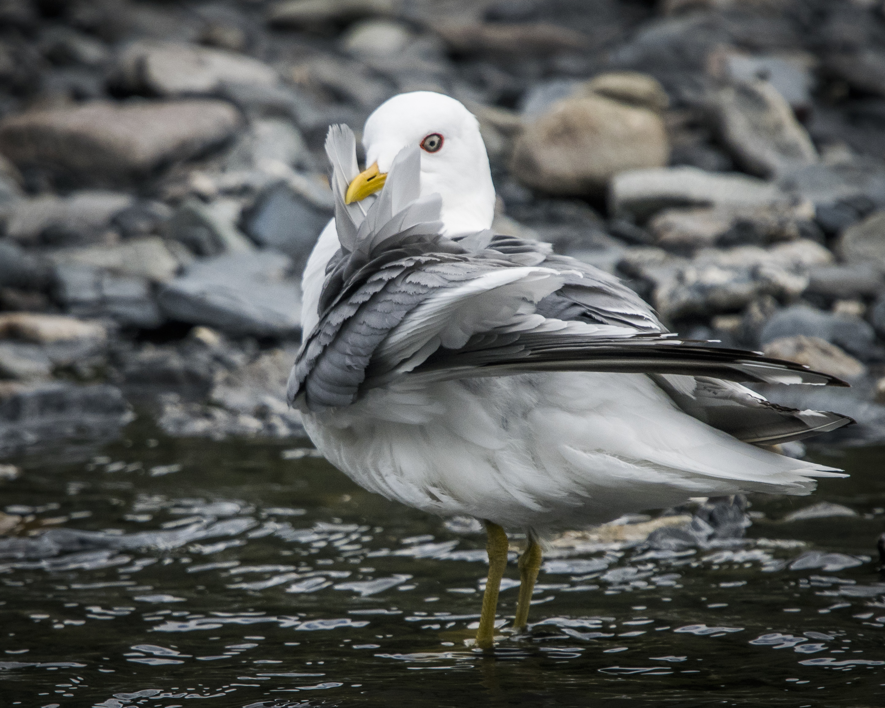 a white and gray bird 