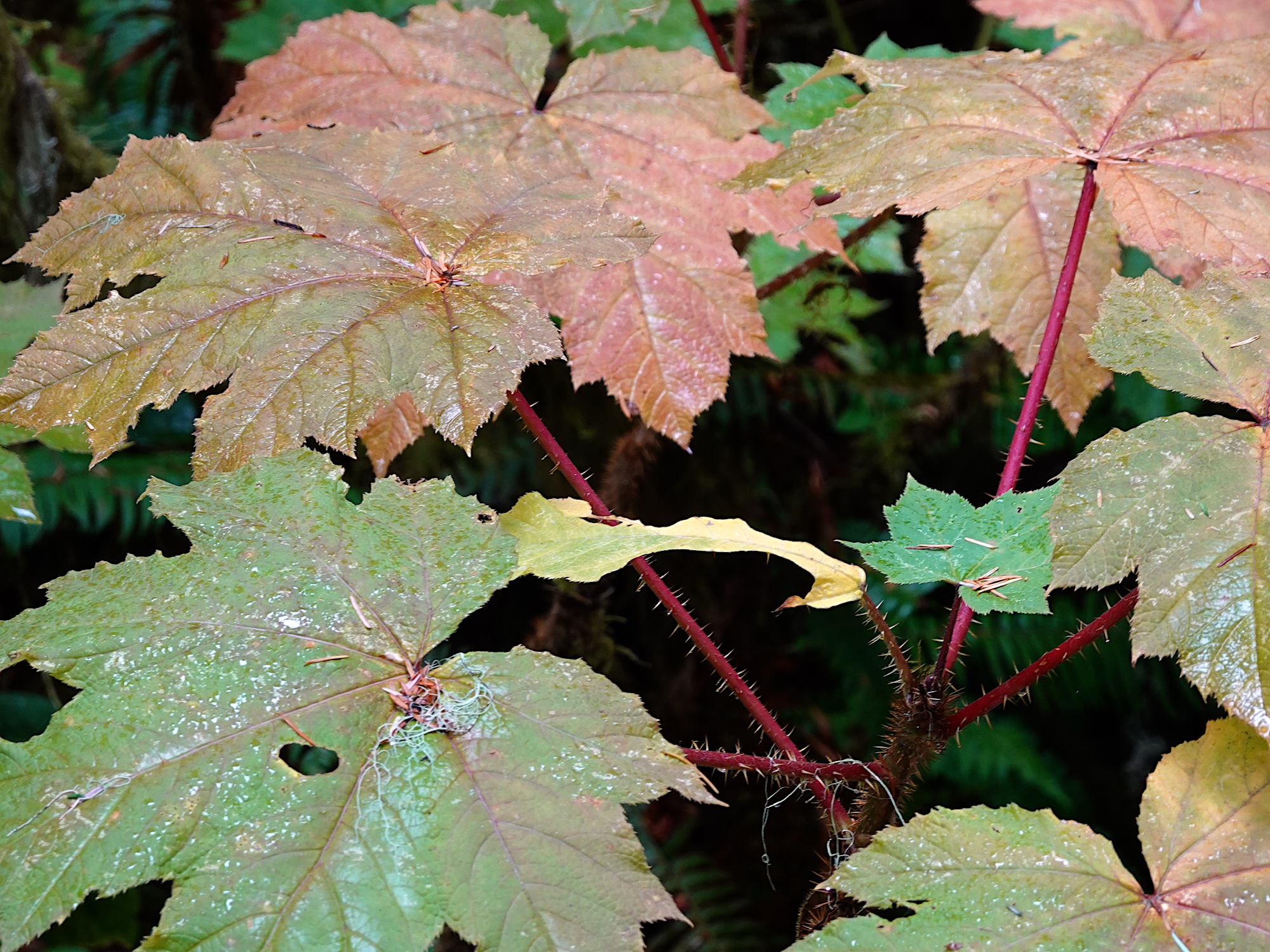 Close up view of several large, maple-shaped leaves on red stems covered in spines. The green leaves are starting to turn yellowish red. 