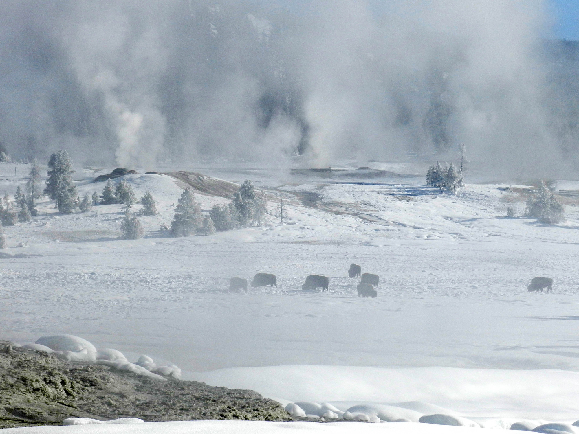 Ground is snow covered and steam is rising in the background.