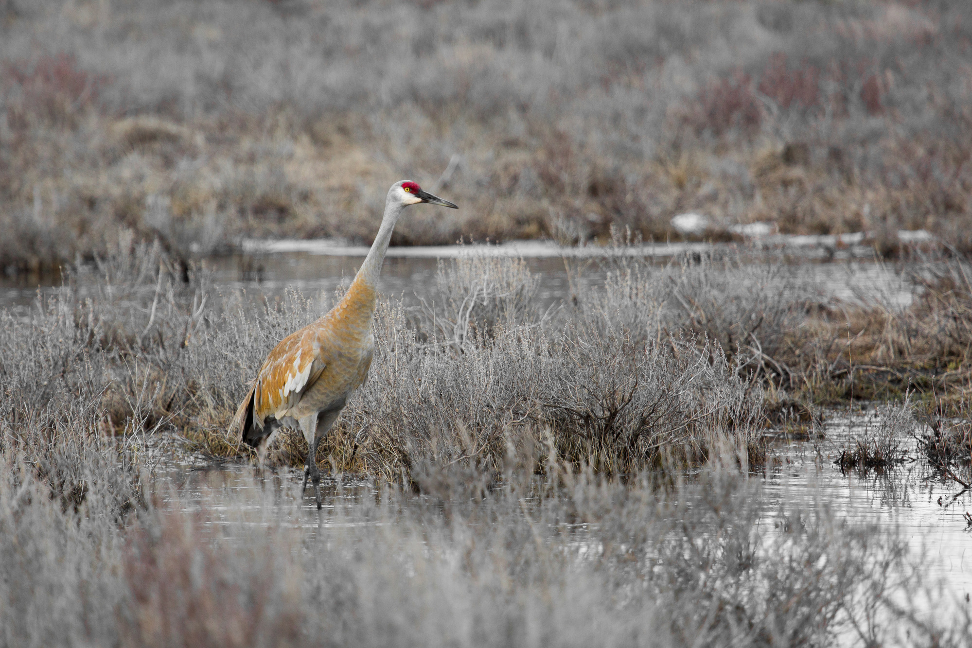 Sandhill crane is walking in the shallow water of a pond.