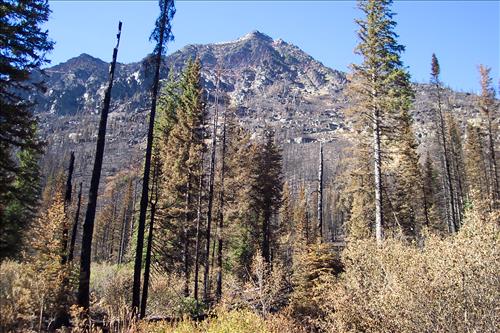Fire damage assessment of Double Mountain Fire, August, 2003, Glacier National Park