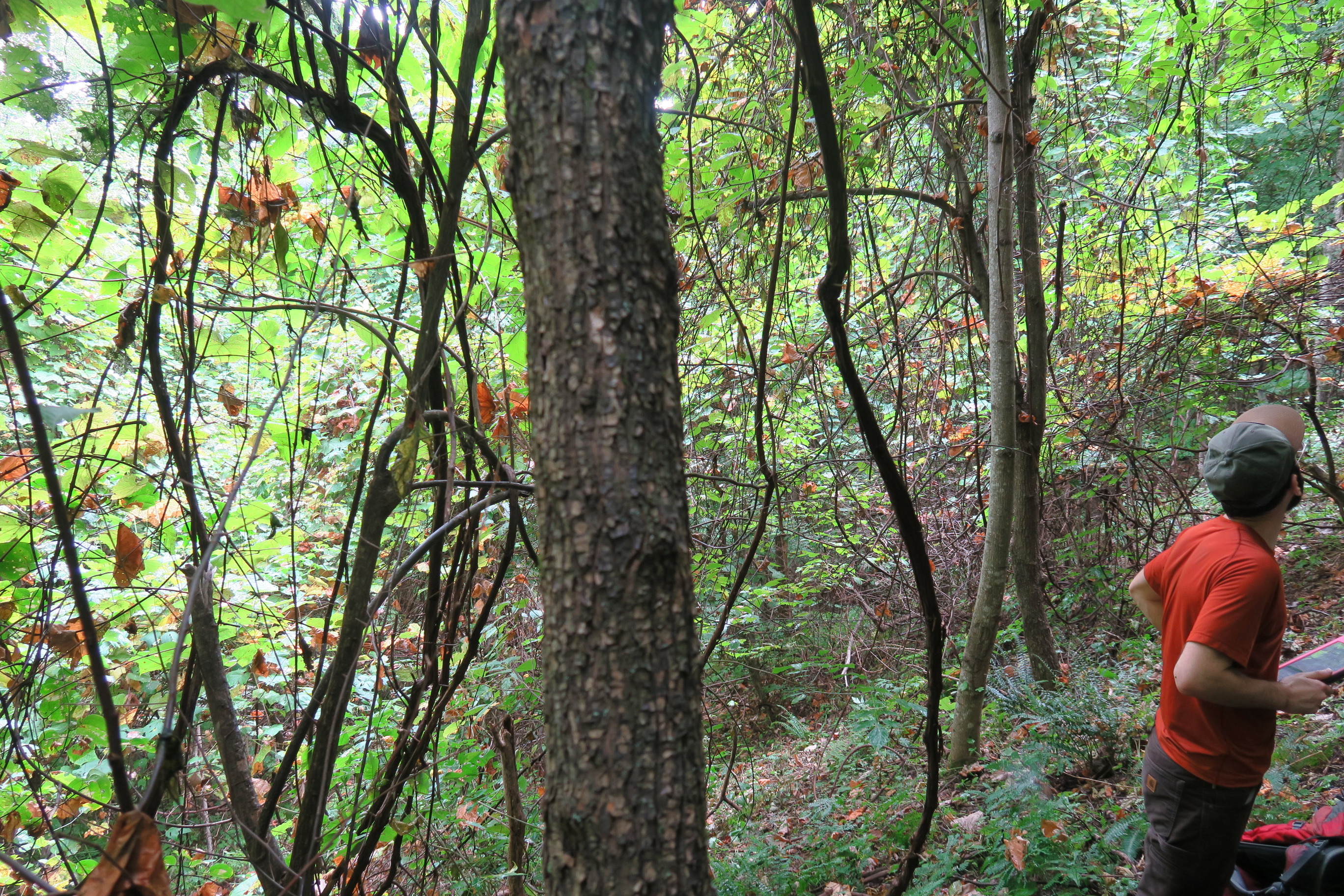 GRSM Accuracy Assessment. Plot Code: GRSM_AA_0800_3