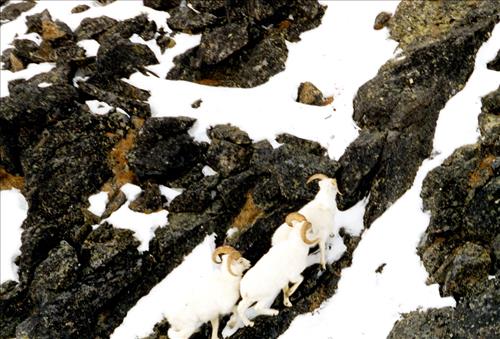 1 Dalls Sheep in Alaska