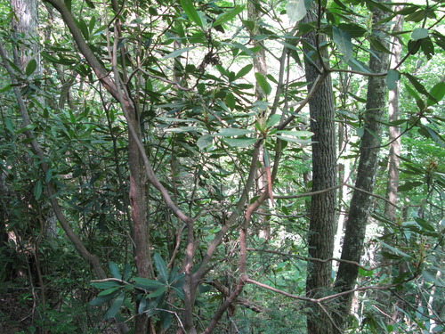 GRSM Accuracy Assessment. Plot Code: GRSM_AA_0194_5