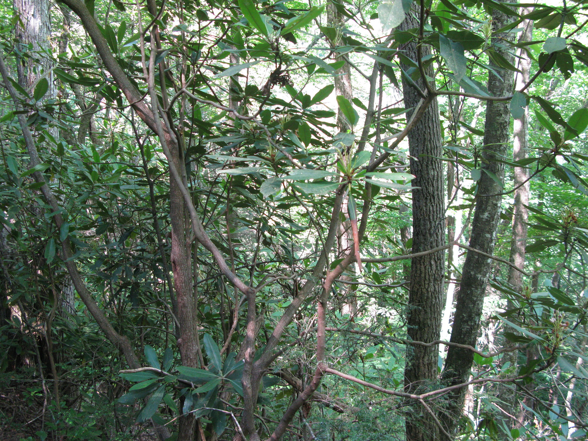 GRSM Accuracy Assessment. Plot Code: GRSM_AA_0194_5