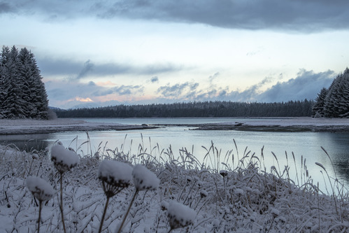 Snow covers winter vegetation on the shore of a tree-lined lagoon.