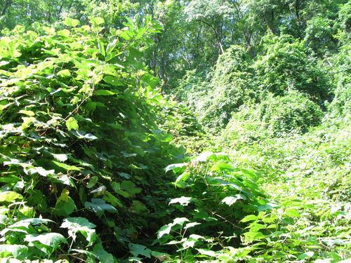 GRSM Accuracy Assessment. Plot Code: GRSM_AA_0939_6