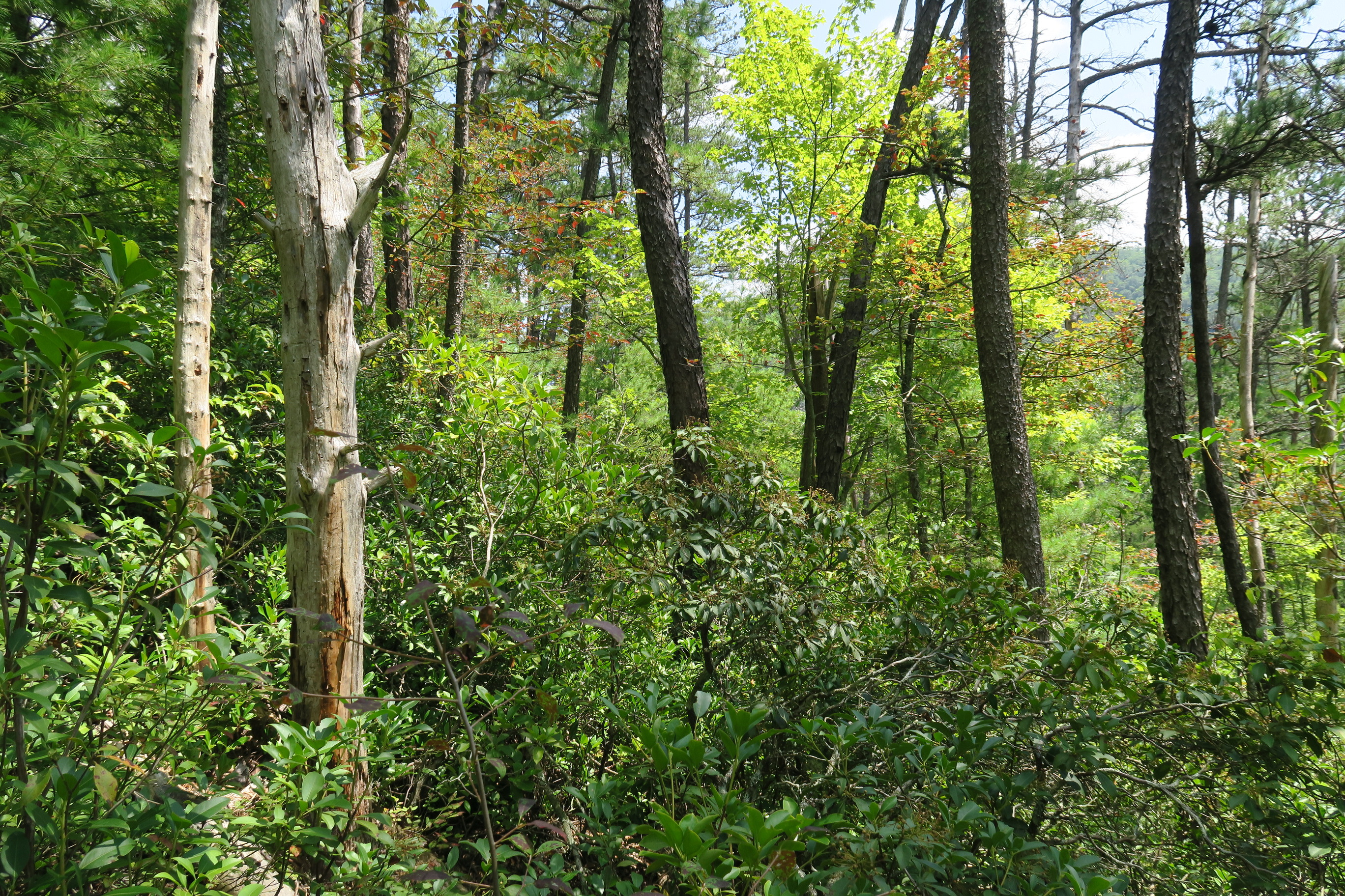 GRSM Accuracy Assessment. Plot Code: GRSM_AA_0732_3