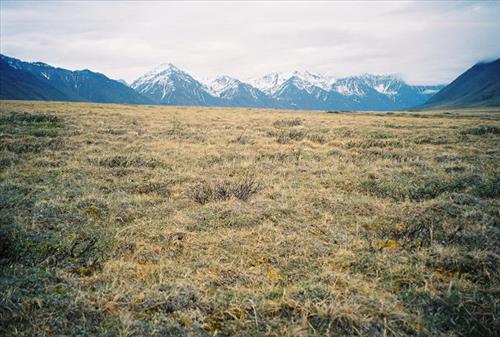 1 Gates of the Arctic National Park and Preserve Itkillik Birds June 2006
