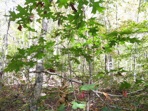 GRSM Accuracy Assessment. Plot Code: GRSM_AA_0337_2