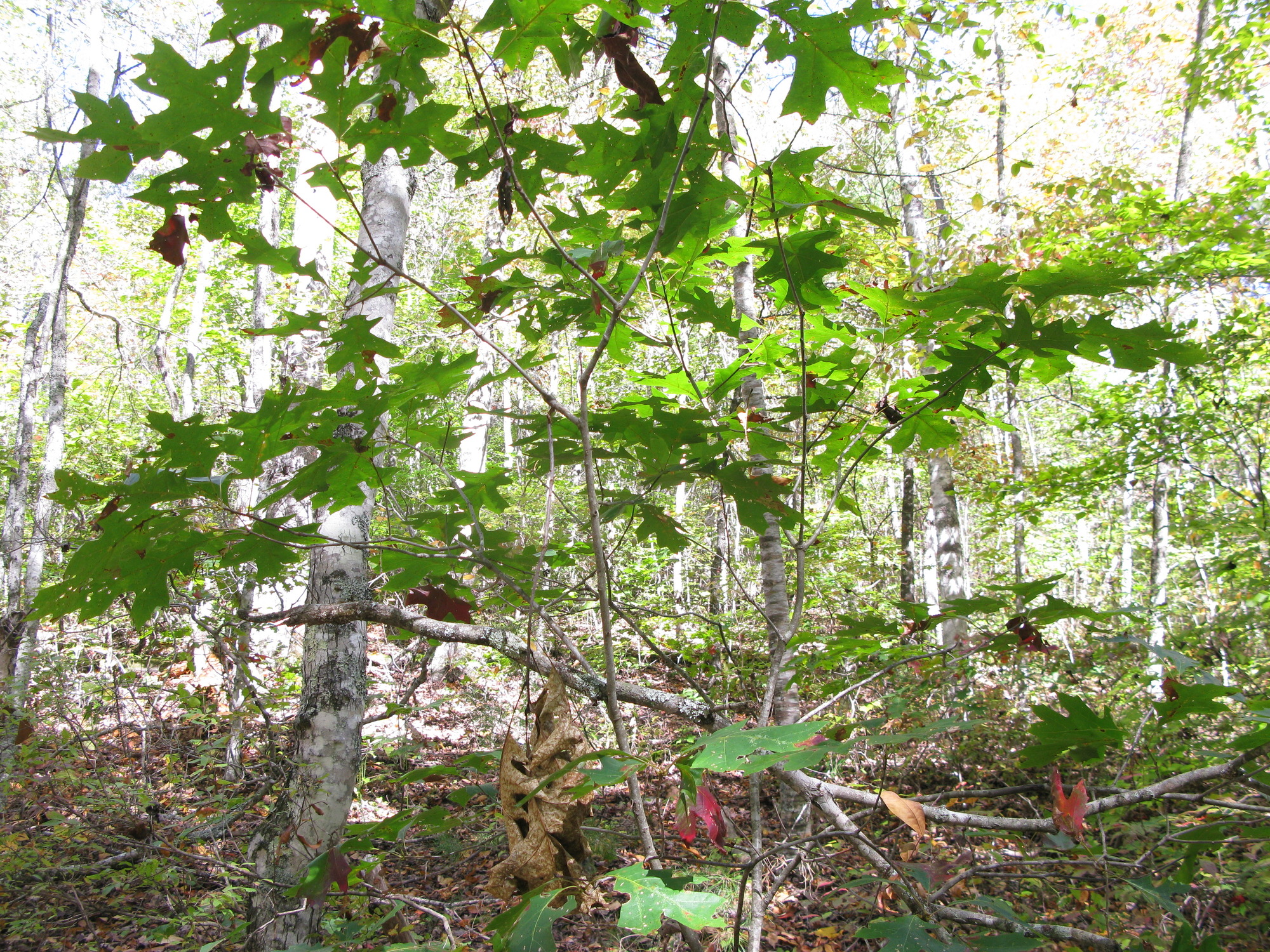 GRSM Accuracy Assessment. Plot Code: GRSM_AA_0337_2