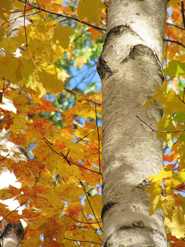 A partial view showing the white, flaky bark of a paper birch trunk, surrounded by yellow autumn leaves.